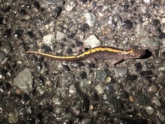 Ambystoma macrodactylum macrodactylum