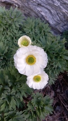 Ranunculus buchananii