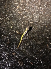 Ambystoma macrodactylum macrodactylum