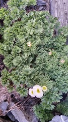 Ranunculus buchananii