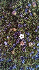 Dracophyllum muscoides