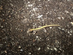 Ambystoma macrodactylum macrodactylum