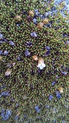 Dracophyllum muscoides