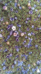 Dracophyllum muscoides