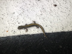 Ambystoma macrodactylum macrodactylum