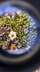 Dracophyllum muscoides