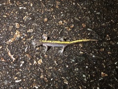 Ambystoma macrodactylum macrodactylum