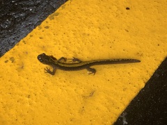 Ambystoma macrodactylum macrodactylum