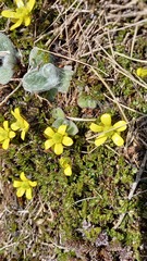Ranunculus gracilipes