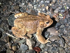 Anaxyrus boreas boreas
