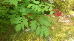 Actaea erythrocarpa