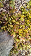 Gaultheria nubicola