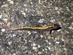 Ambystoma macrodactylum macrodactylum