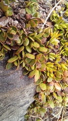 Gaultheria nubicola