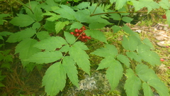 Actaea erythrocarpa