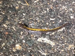 Ambystoma macrodactylum macrodactylum