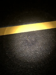 Ambystoma macrodactylum macrodactylum