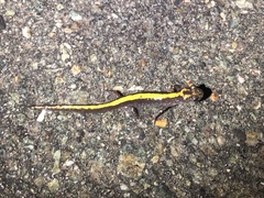 Ambystoma macrodactylum macrodactylum