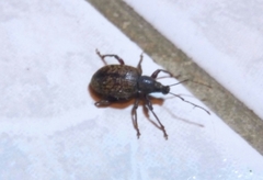 Otiorhynchus aurifer