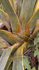 Aciphylla