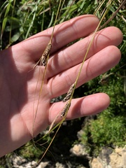 Carex testacea