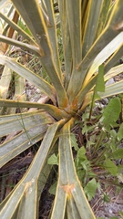 Aciphylla