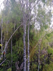 Lepidothamnus intermedius