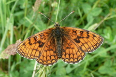 Melitaea parthenoides