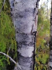 Lepidothamnus intermedius