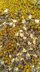 Anisotome imbricata