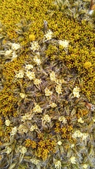 Anisotome imbricata