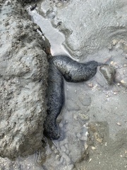 Holothuria leucospilota