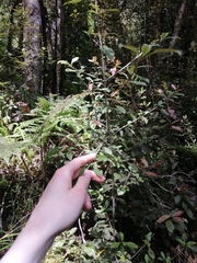 Coprosma foetidissima