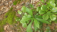Artemisia integrifolia