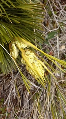Aciphylla lecomtei