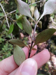 Coprosma foetidissima