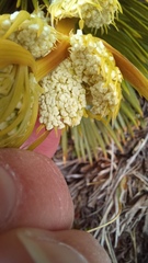 Aciphylla lecomtei
