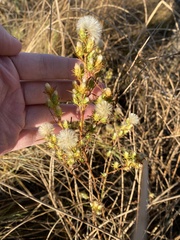 Symphyotrichum ciliatum
