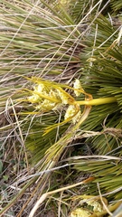Aciphylla lecomtei