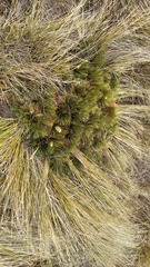 Aciphylla lecomtei
