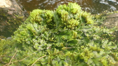 Marchantia polymorpha polymorpha
