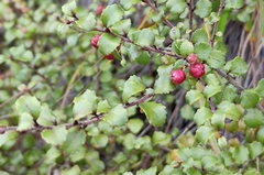 Gaultheria antipoda