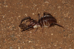Solpuginae