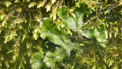 Marchantia polymorpha polymorpha