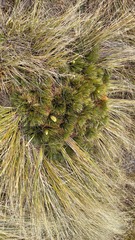 Aciphylla lecomtei