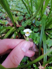 Viola filicaulis