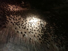 Hipposideros armiger