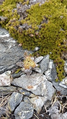 Anisotome lanuginosa