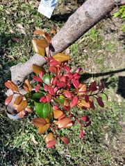 Cinnamomum reticulatum