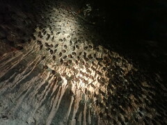 Hipposideros armiger